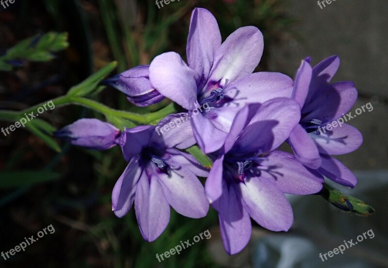 Flower Mauve Bulb Garden Nature