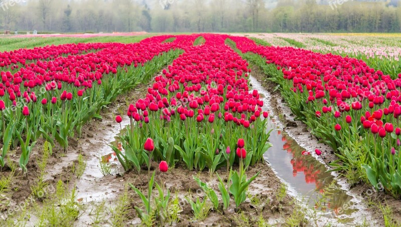 Agassiz Agassiz Tulip Festival British Columbia Canada Holland