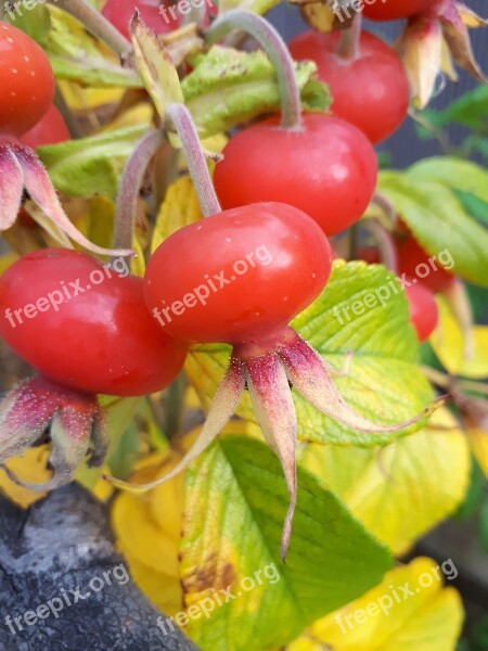 Rose Hip Autumn Berry Nature Macro