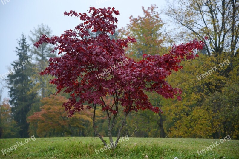 Isolated Tree Tree Red Fall Color Tree Leaves