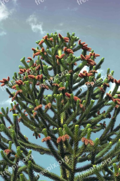 Chile Pine Araucana Araucaria Araucana Chile Fir Shed Fir