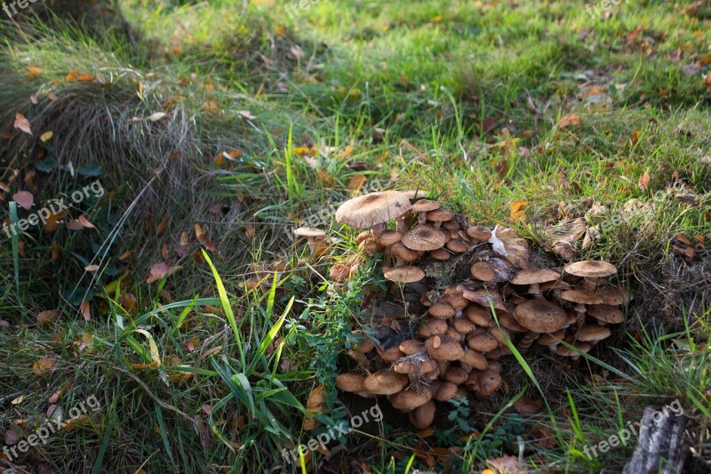 Forest Nature Mushrooms Mushrooming Storm Damage