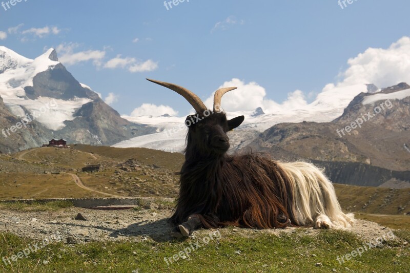 Switzerland Goat Nature Corners Horned