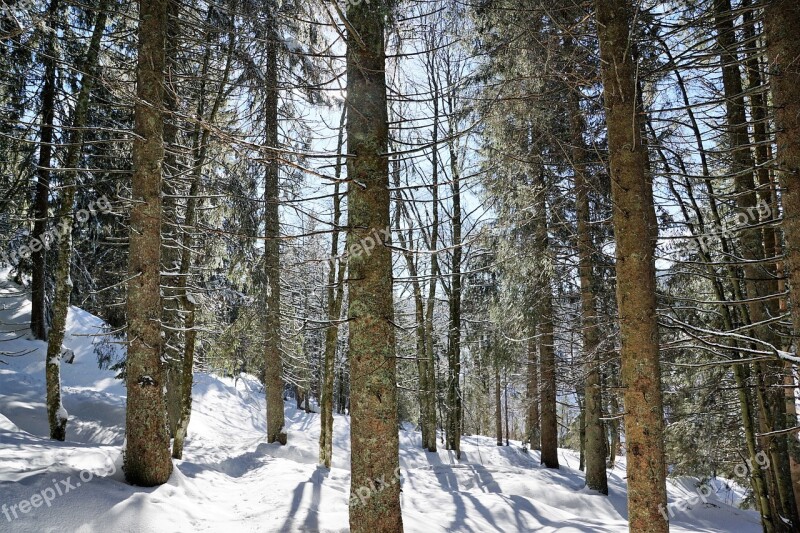 Forest Winter Tree Snow Fir Tree