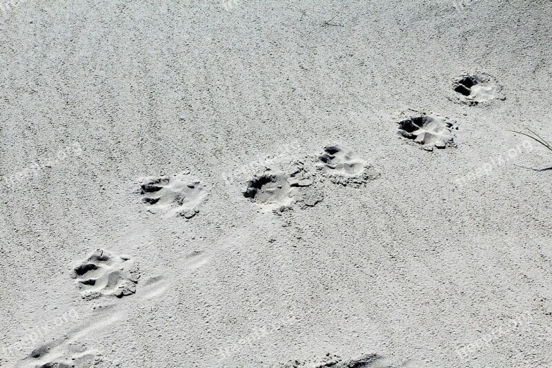 Paws Sand Beach Dog Paw Animal