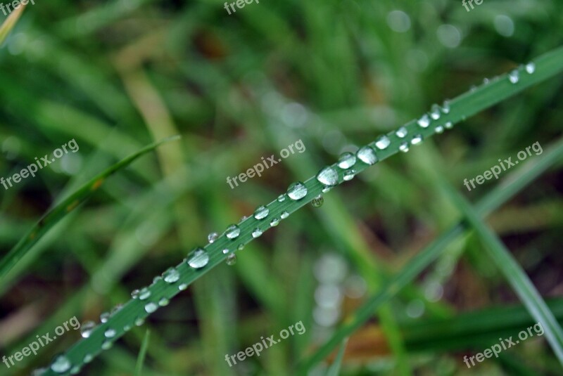 Dew Drop Of Water Dewdrop Close Up Beaded