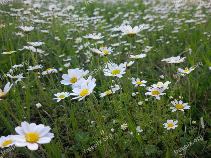 Spring Daisy Flower Nature Summer