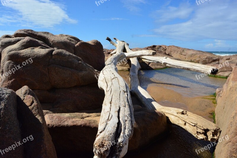 Drift Wood Sea Ocean Sand Beach