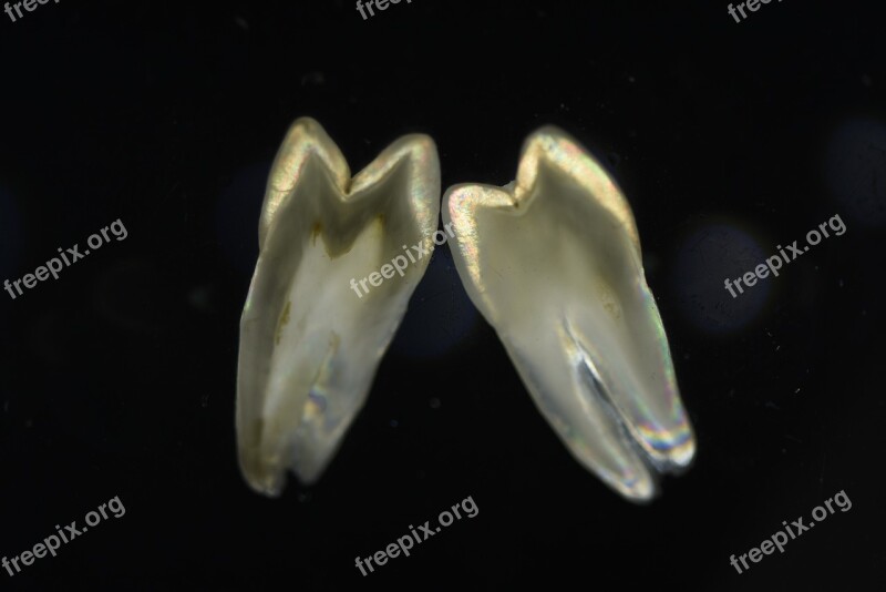 Polarized Shooting Teeth Section Free Photos