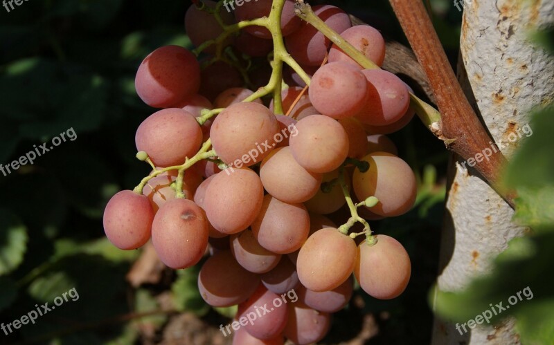 Autumn Harvest Garden Dacha Grapes