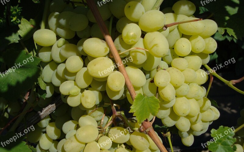 Autumn Harvest Garden Dacha Grapes