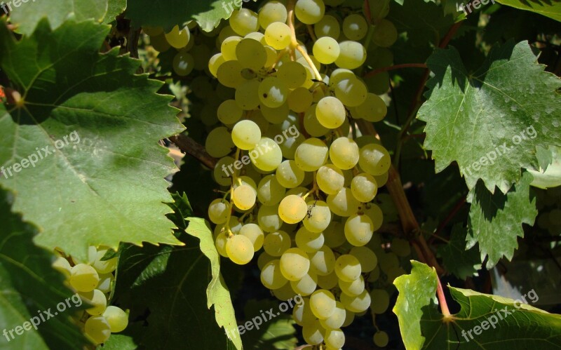 Autumn Harvest Garden Dacha Grapes