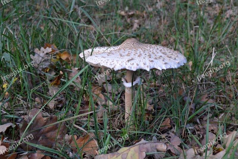 Mushroom Grass Forest Nature In The Fall