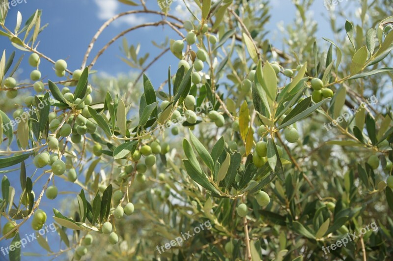 Tree Olive The Olives Green Fruit