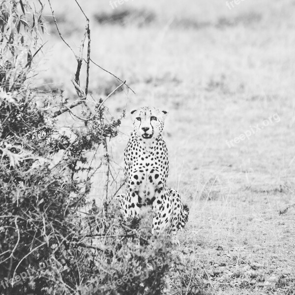 Duma Speed Mara Maasai Kenya