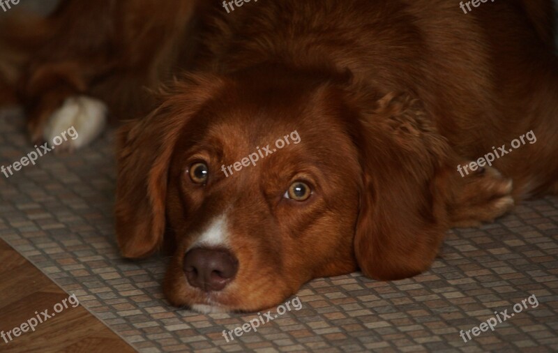 Dog Toller Pet Retriever Adorable