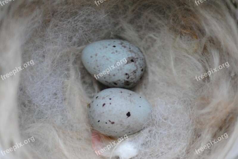 Nest Canary Eggs Blue Fluff