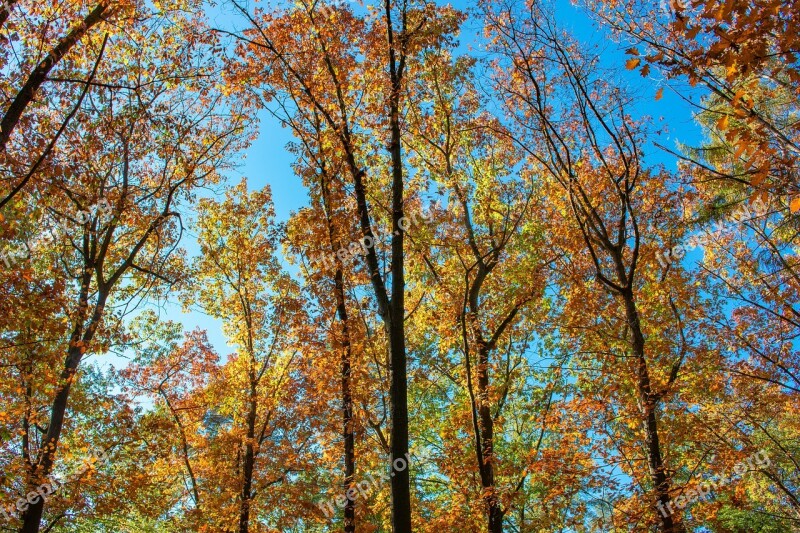 Autumn Forest Autumn Mood Golden October Fall Foliage