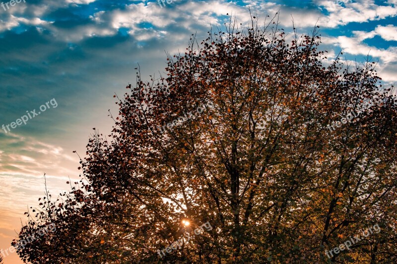 Autumn Leaves Deciduous Tree Fall Leaves Fall Foliage