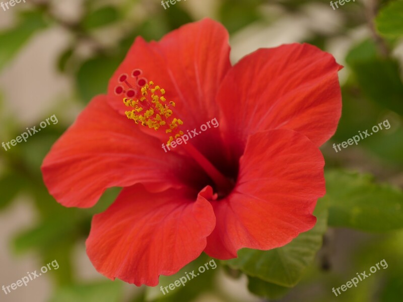 Flower Fauna Red Gozo Victoria