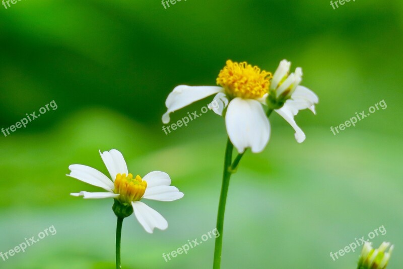 Ghost Of The Needle Ju Nature Flower Leaf Plant