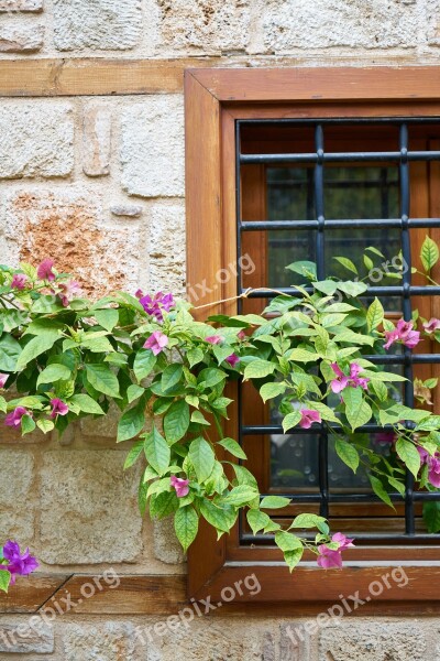 Balcony Window Flowerpot Plant Building