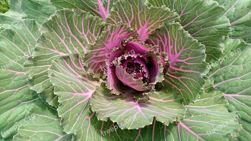 Cabbage Cabbage Leaves Vegetable Vegetable Garden Dacha