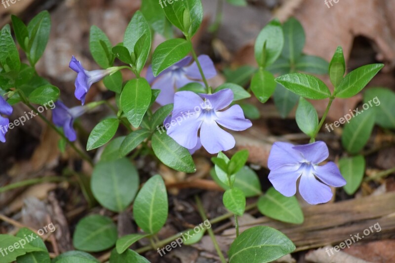 Flower Flowers Spring Flora Bloom