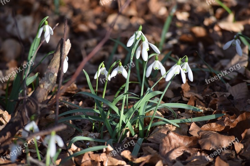 In Early Spring Snowdrop Blooming Snow Bell Plant