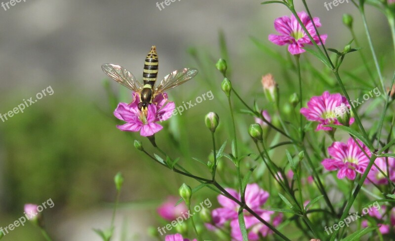 Hoverfly Bee Mimic Wings Baby's Breath Insect