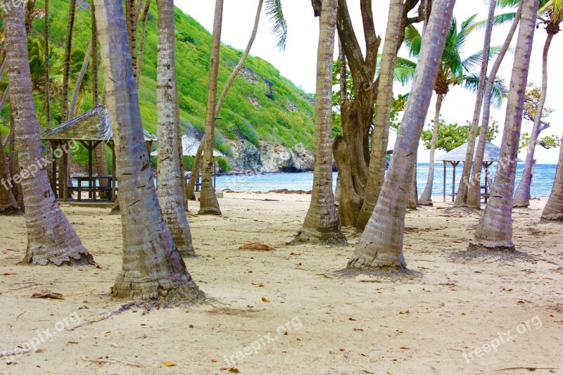 Beach Pompierre Guadeloupe Saintes Terre-de-haut Palm