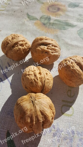 Nuts Walnut Natural Detail Decoration