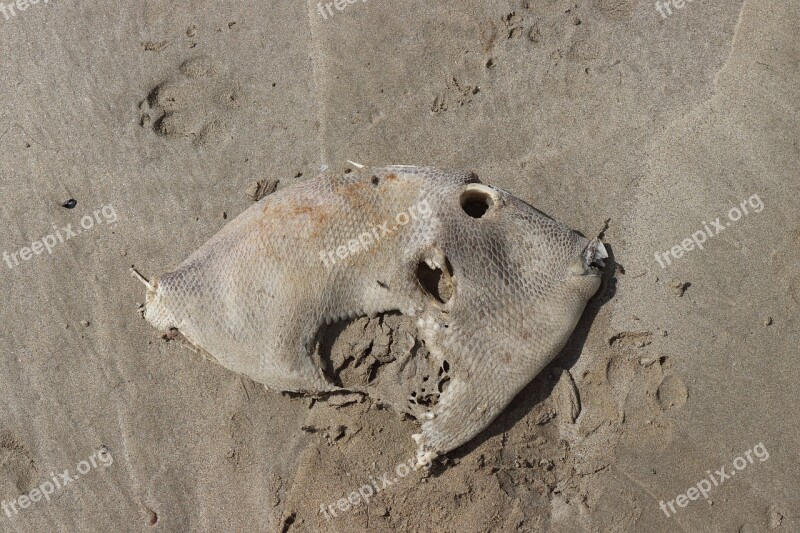 Fish Dead Flat Fish Carcass Skeleton