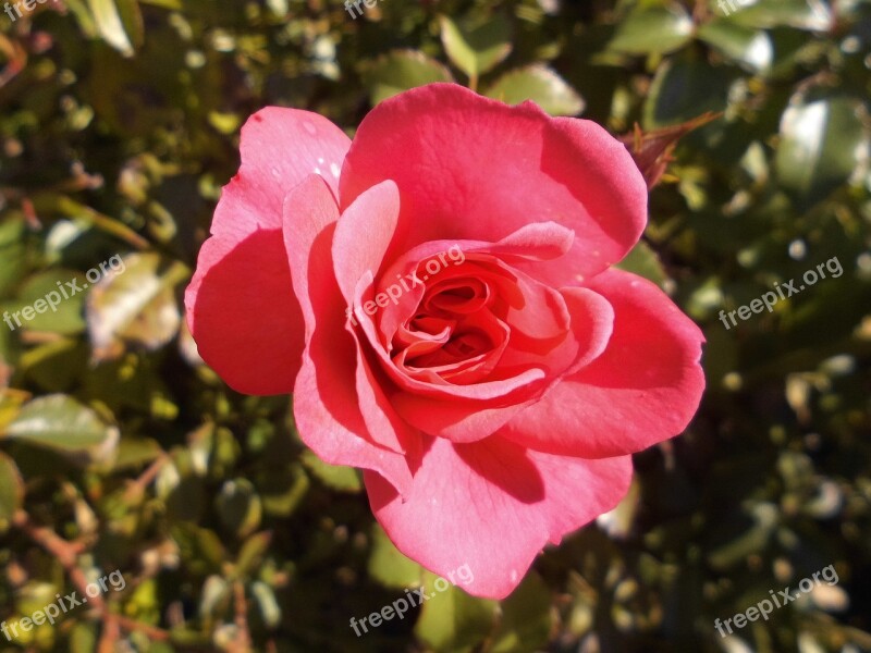 Rose Bloom Floribunda Flowers Free Photos