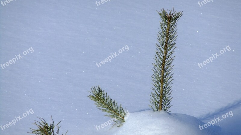 Nature Snow Landscape In Winter Pine