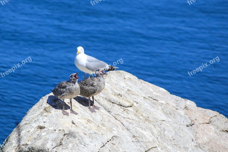 Seagull Young Birds Sea Rock Bird Cries