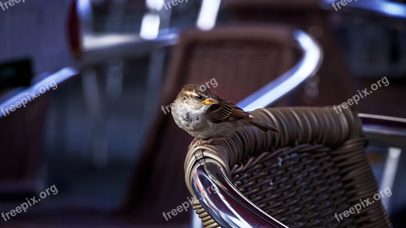 Birds Chair Bar Bird Flowers