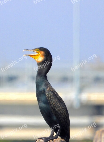 Cormorant Bird Nero Free Photos