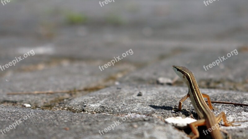 Reptiles Lizard Animal Free Photos