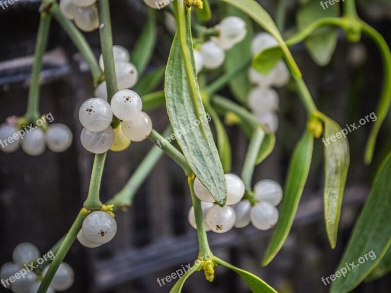 Mistletoe Plants Green Parasite Berry