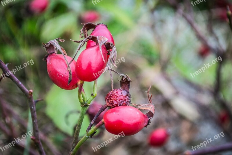 Hip Mature Red Autumn Rose Hips