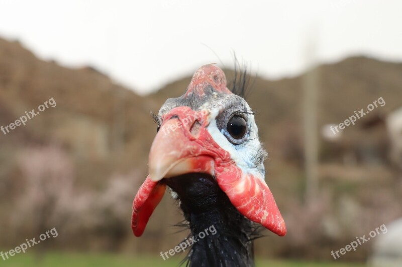 Guinea Fowl Iranian Chicken Chicken Free Photos