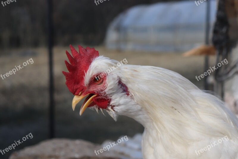 Chicken Cock Chick Wonderland Bird