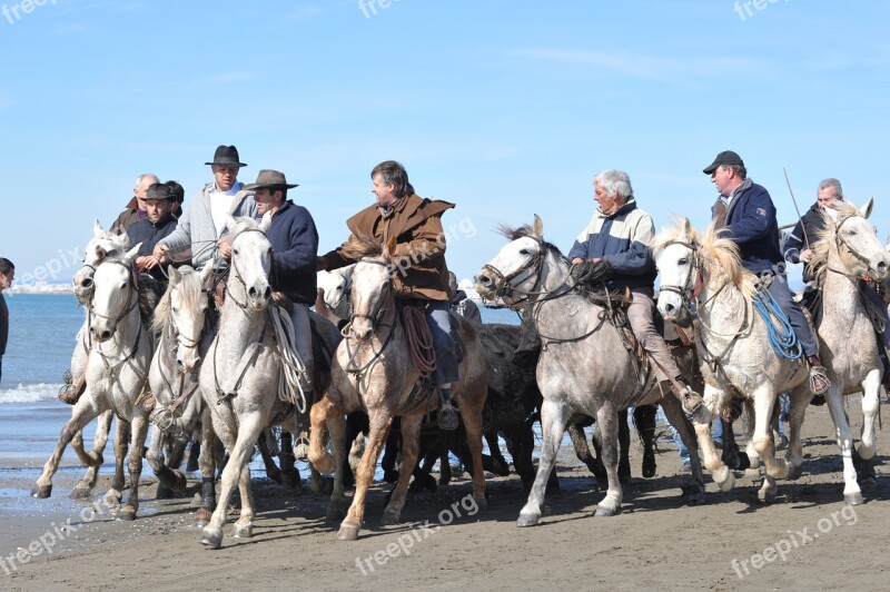 Horses Sea Guards Free Photos