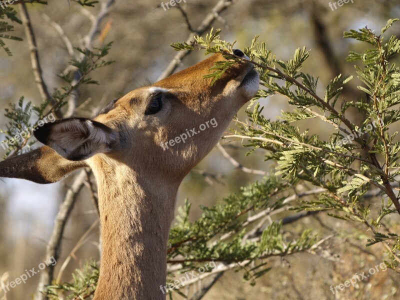 Impala Wildlife Gazelle Africa Free Photos