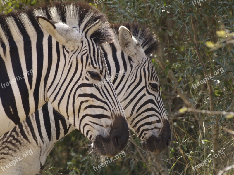 Zebra Heads Wildlife Nature Free Photos