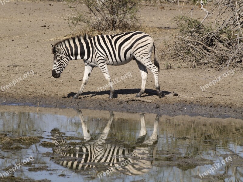 Zebra Waterhole Africa Nature Free Photos