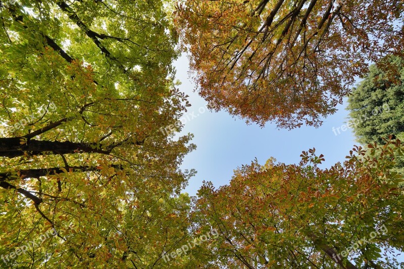 Leaf Tree Nature Wood Season