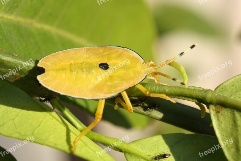 Stink Bug Shield Bug Bronze Orange Bug Nymph Insect