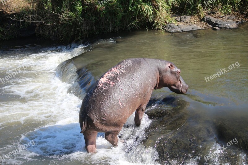 Wounded Hippo River Free Photos